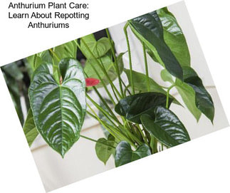 Anthurium Plant Care: Learn About Repotting Anthuriums