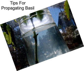 Tips For Propagating Basil