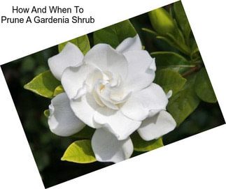 How And When To Prune A Gardenia Shrub