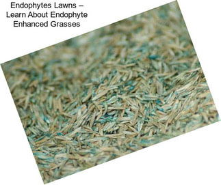 Endophytes Lawns – Learn About Endophyte Enhanced Grasses