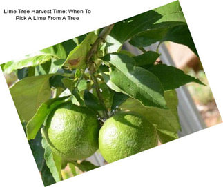 Lime Tree Harvest Time: When To Pick A Lime From A Tree