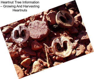 Heartnut Tree Information – Growing And Harvesting Heartnuts