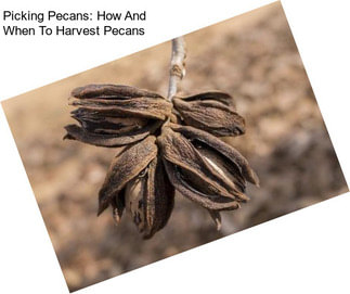 Picking Pecans: How And When To Harvest Pecans