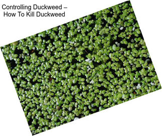 Controlling Duckweed – How To Kill Duckweed