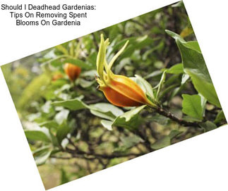Should I Deadhead Gardenias: Tips On Removing Spent Blooms On Gardenia