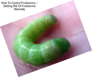 How To Control Fruitworms – Getting Rid Of Fruitworms Naturally