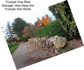 Trumpet Vine Root Damage: How Deep Are Trumpet Vine Roots