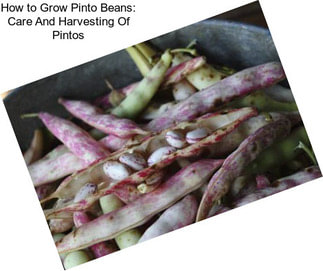 How to Grow Pinto Beans: Care And Harvesting Of Pintos