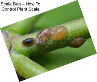 Scale Bug – How To Control Plant Scale