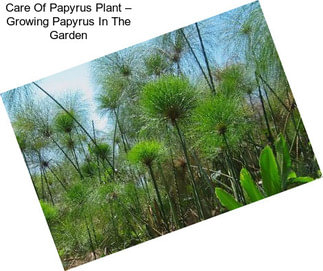 Care Of Papyrus Plant – Growing Papyrus In The Garden