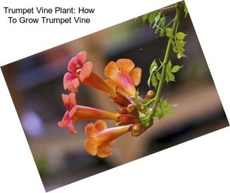 Trumpet Vine Plant: How To Grow Trumpet Vine