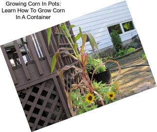 Growing Corn In Pots: Learn How To Grow Corn In A Container