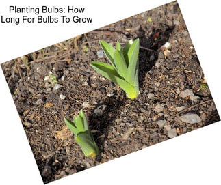 Planting Bulbs: How Long For Bulbs To Grow