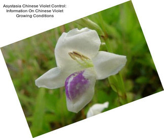 Asystasia Chinese Violet Control: Information On Chinese Violet Growing Conditions