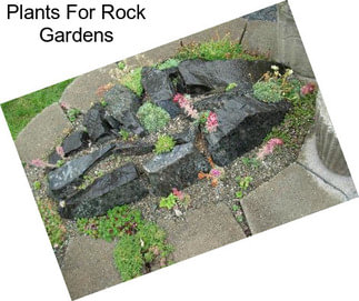 Plants For Rock Gardens