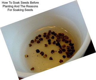 How To Soak Seeds Before Planting And The Reasons For Soaking Seeds