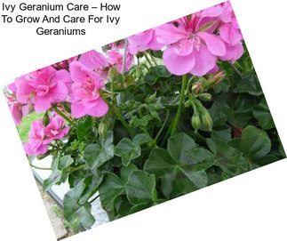 Ivy Geranium Care – How To Grow And Care For Ivy Geraniums