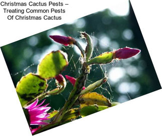 Christmas Cactus Pests – Treating Common Pests Of Christmas Cactus