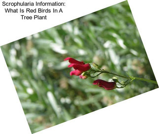 Scrophularia Information: What Is Red Birds In A Tree Plant