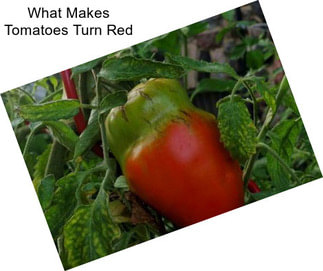 What Makes Tomatoes Turn Red