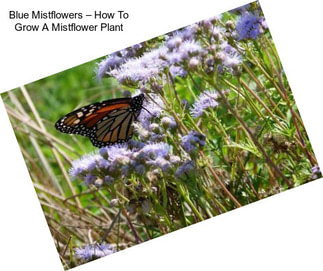 Blue Mistflowers – How To Grow A Mistflower Plant