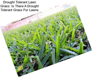 Drought Tolerant Lawn Grass: Is There A Drought Tolerant Grass For Lawns