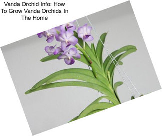 Vanda Orchid Info: How To Grow Vanda Orchids In The Home