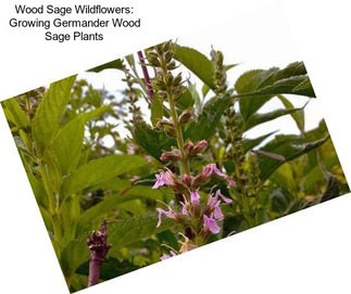 Wood Sage Wildflowers: Growing Germander Wood Sage Plants