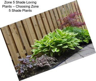 Zone 5 Shade Loving Plants – Choosing Zone 5 Shade Plants