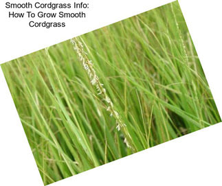 Smooth Cordgrass Info: How To Grow Smooth Cordgrass