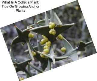 What Is A Colletia Plant: Tips On Growing Anchor Plants