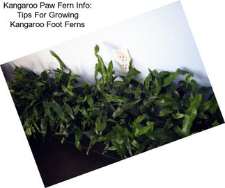 Kangaroo Paw Fern Info: Tips For Growing Kangaroo Foot Ferns