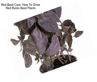 Red Basil Care: How To Grow Red Rubin Basil Plants