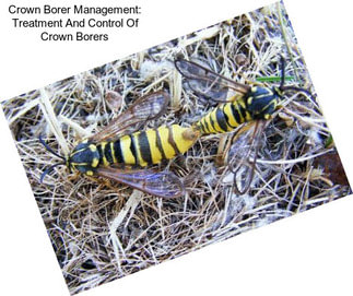 Crown Borer Management: Treatment And Control Of Crown Borers