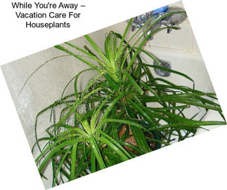 While You\'re Away – Vacation Care For Houseplants