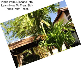 Pindo Palm Disease Info: Learn How To Treat Sick Pindo Palm Trees