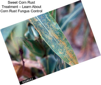 Sweet Corn Rust Treatment – Learn About Corn Rust Fungus Control