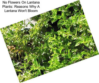 No Flowers On Lantana Plants: Reasons Why A Lantana Won\'t Bloom