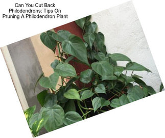 Can You Cut Back Philodendrons: Tips On Pruning A Philodendron Plant