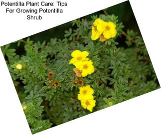 Potentilla Plant Care: Tips For Growing Potentilla Shrub