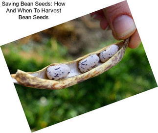 Saving Bean Seeds: How And When To Harvest Bean Seeds