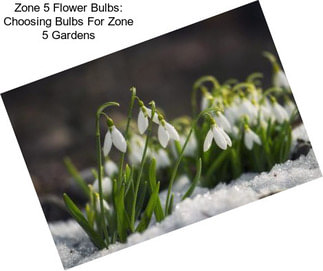 Zone 5 Flower Bulbs: Choosing Bulbs For Zone 5 Gardens