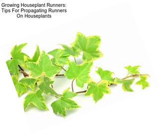 Growing Houseplant Runners: Tips For Propagating Runners On Houseplants