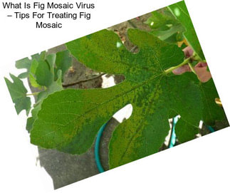 What Is Fig Mosaic Virus – Tips For Treating Fig Mosaic