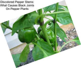 Discolored Pepper Stems: What Causes Black Joints On Pepper Plants