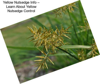 Yellow Nutsedge Info – Learn About Yellow Nutsedge Control