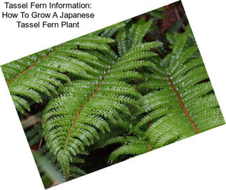 Tassel Fern Information: How To Grow A Japanese Tassel Fern Plant