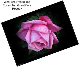 What Are Hybrid Tea Roses And Grandiflora Roses?