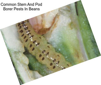 Common Stem And Pod Borer Pests In Beans