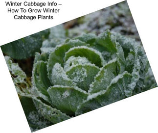 Winter Cabbage Info – How To Grow Winter Cabbage Plants